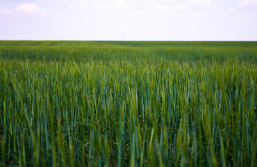 Young green wheat grows in the field. Rows with sprouts of wheat. Concept until Earth Day.