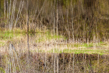 Abstract forest, inverted reflection.