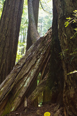 Obraz premium Filtered images of Tree Stumps in Redwood Forest off Avenue of the Giants
