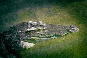 The head of a Siamese crocodile peeks out of the water. Dangerous predator on the hunt