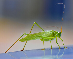 Grasshopper on car