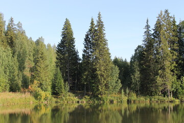 Obraz premium Trees by the lake