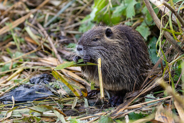 Nutria 6