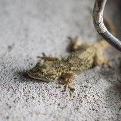Baby lizard in the wall, close to a light