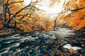 L'automne dans les forêts du Morvan