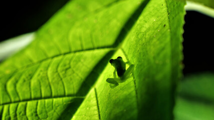 leaf macro