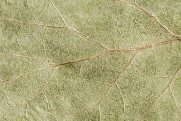 green texture of a dry leaf