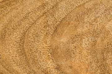 the Wood background or texture