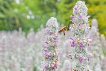 Dzień Pszczoły. The Bee Day. Pracowite pszczoły zapylają kwiaty, tonacja pastelowa, high key, close up., bokeh, rozmyte tło