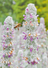 Dzień Pszczoły. The Bee Day. Pracowite pszczoły zapylają kwiaty, tonacja pastelowa, high key, close up., bokeh, rozmyte tło