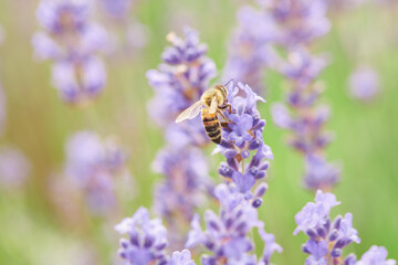 Dzień Pszczoły. The Bee Day. Pracowite pszczoły zapylają kwiaty, tonacja pastelowa, high key,...