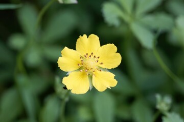 Creeping cinquefoil, Potentilla reptans