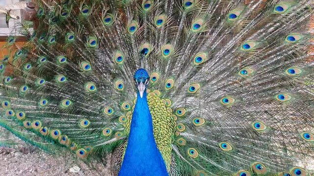 The peacock flaunts its open tail. A proud bird with colored feathers, the inhabitants of the zoo.