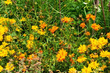 Beautiful flowers at the Domain Wintergardens in Auckland
