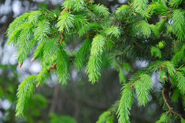 Young Yellow Pine Cones On The Branches