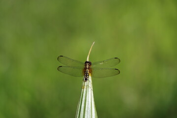 DRAGONFLY