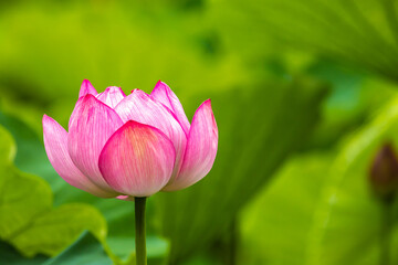 東京都　上野公園・蓮池