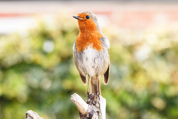 British Robin Red Breast UK