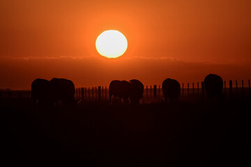 Troop of cows at sunset in the Argentine countryside
