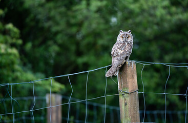 Cute Long-eared owl sitting on a fencepost, majestic owl portrait, Asio Otus staring with big bright eyes wide open