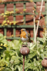 British Robin Red Breast UK