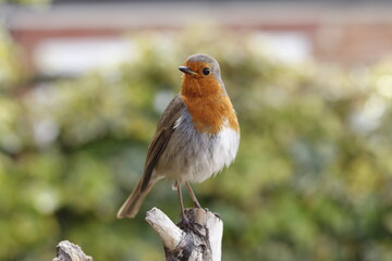 British Robin Red Breast UK