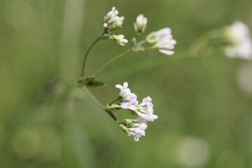 Dyer woodruff flower, Asperula tinctoria