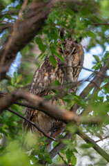 Long-eared owl with prey sitting on tree branch, majestic Long-eared owl, Asio Otus with mouse in beak
