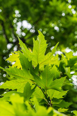 Close-up of green leaves with blurred background of leaves 