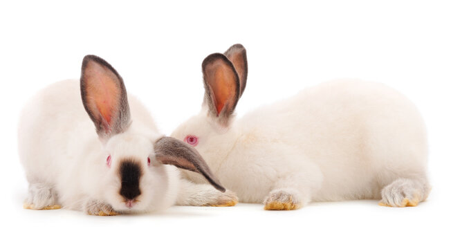 Two white rabbits isolated.