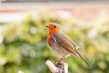 British Robin Red Breast UK