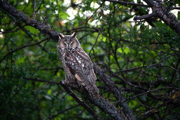 Fototapeta na wymiar cute Long-eared owl sitting on tree branch, majestic owl, Asio Otus staring with big bright eyes wide open