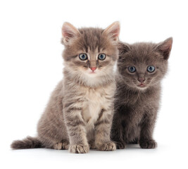 Two small kittens isolated.