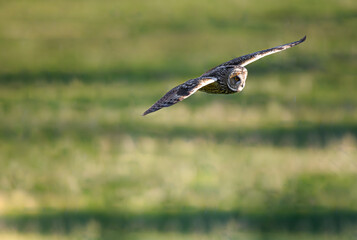 Owl on a hunt during sunset, flying Long-eared owl, Asio otus predator, avian hunter, hunting raptor bird, majestic Long-eared owl, Asio Otus with big bright eye
