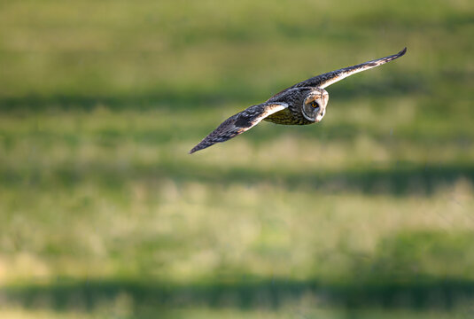 Owl on a hunt during sunset, flying Long-eared owl, Asio otus predator, avian hunter, hunting raptor bird, majestic Long-eared owl, Asio Otus with big bright eye