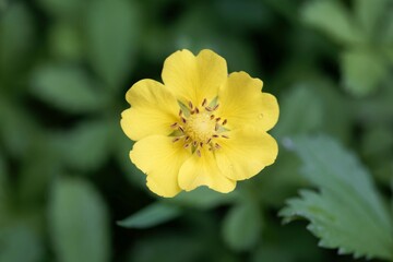 Creeping cinquefoil, Potentilla reptans