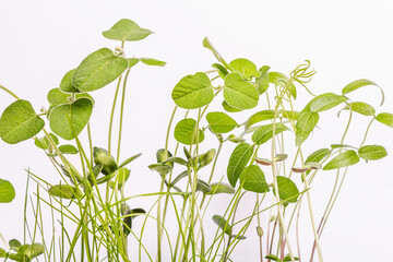 Leaves of young greenery isolated on white. Gardening concept, spring seasonal works