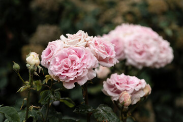 Pink roses soaked in the rain