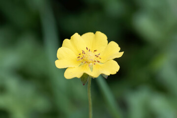 Creeping cinquefoil, Potentilla reptans