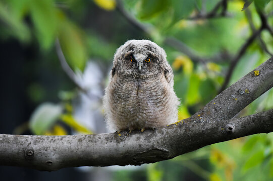 Long-eared owl chick sitting on a tree, wild Asio Otus, hungry owl posing, owl portrait, young hunter growing up, baby raptor