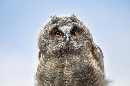 Cute owl portrait, baby owl stares with big brigt eyes, curious long-eared owl sitting on tree, wild Asio Otus, hungry bird posing, young hunter growing up, baby raptor