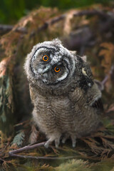 Funny owl, long-eared owl chick staring with big brigt orange eyes, Curious owl sitting on tree, cute, Asio Otus, hungry owl posing, owl portrait, young hunter growing up, evil baby raptor