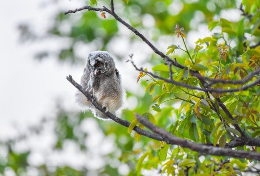 Young owl chick with prey sitting on tree branch, Long-eared owl chick on a hunt, majestic Asio Otus with mouse in beak, bird hidden in tree, baby owl