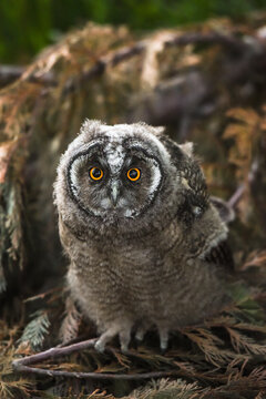 Curious owl chick staring with big brigt eyes, cute long-eared owl sitting on tree, wild Asio Otus, hungry owl posing, owl portrait, young hunter growing up, evil baby raptor