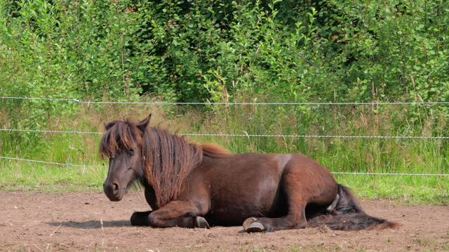 horse in the field lying down in a heat wave