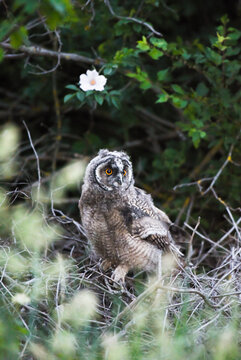 Cute owl chick staring with big brigt eyes, curious long-eared owl sitting on tree, wild Asio Otus, hungry owl posing, owl portrait, young hunter growing up, baby raptor