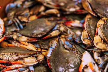 Live Blue Shell Crabs
