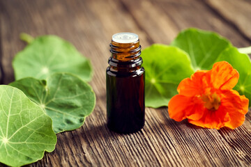 Nasturtium tincture with fresh Tropaeolum majus flowers