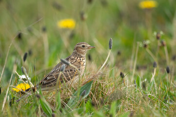 Skylark on the grass, close up in the springtime in Scotland