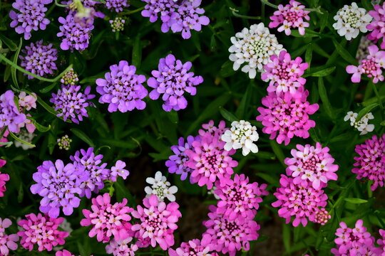 blooming Iberis in the garden
